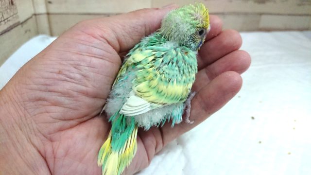 セキセイインコ