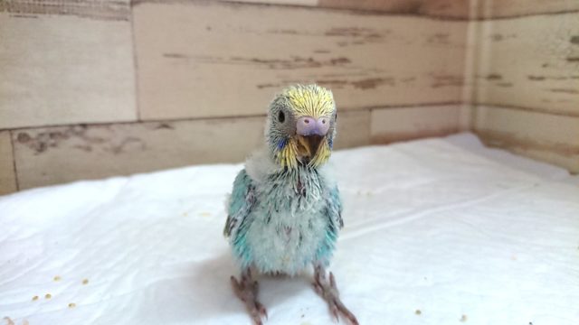 定番人気のカラーです! セキセイインコ レインボー 2021 6月25日 セキセイインコ