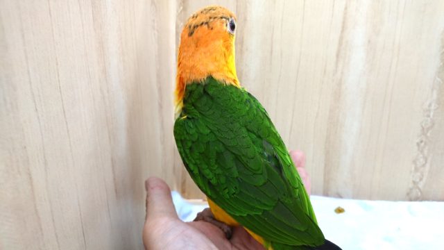シロハラインコ