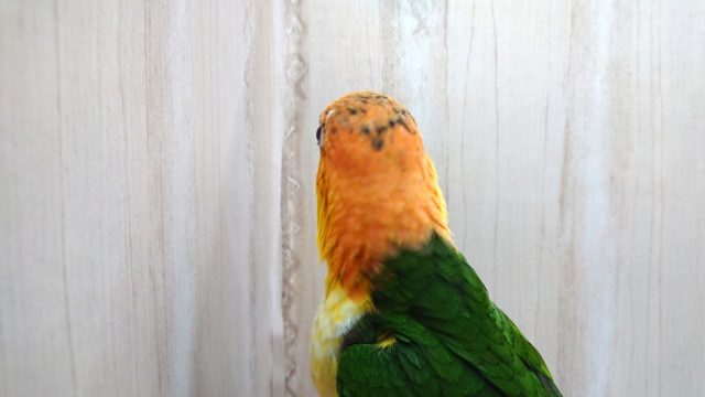 シロハラインコ