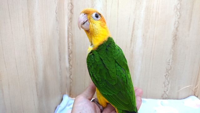 シロハラインコ
