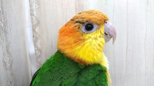 シロハラインコ