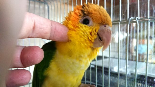 シロハラインコ