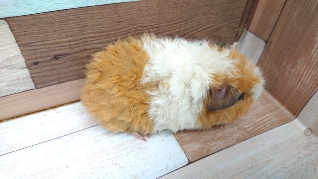 テッセルモルモット