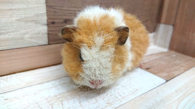 テッセルモルモット