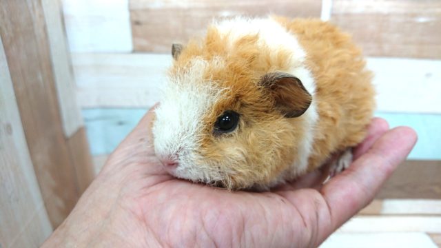 テッセルモルモット