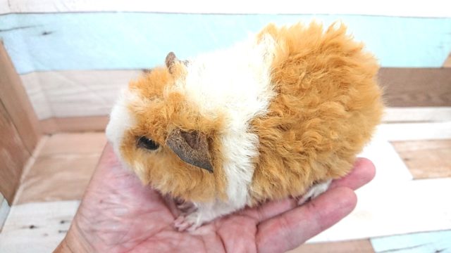 テッセルモルモット