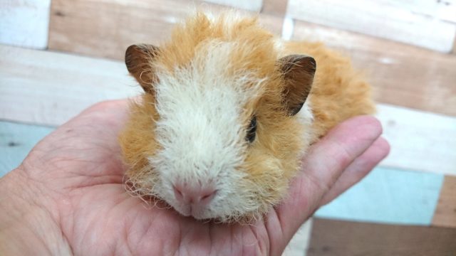 テッセルモルモット