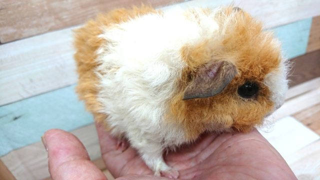 テッセルモルモット