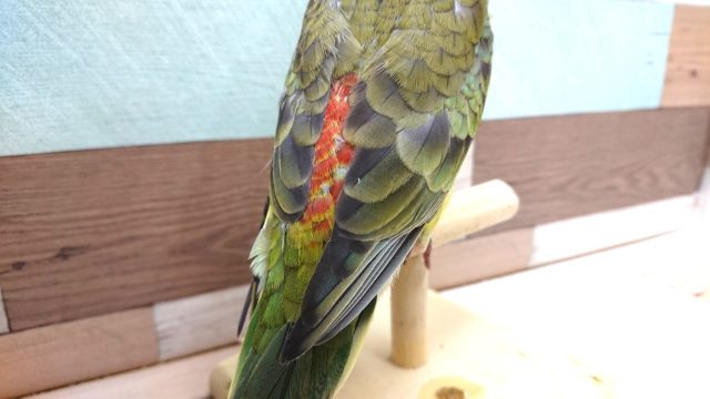 動画あり! 歌の練習中??美声インコ~ ビセイインコ(美声インコ)