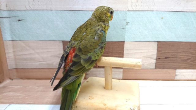 ビセイインコ（美声インコ）