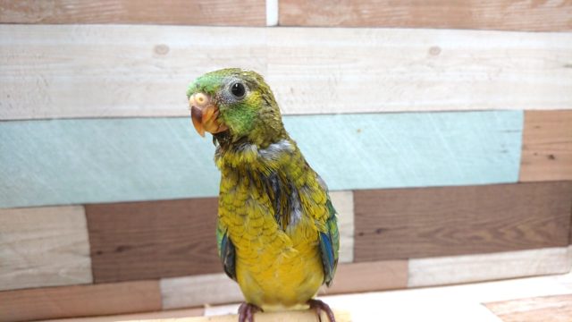 ビセイインコ（美声インコ）