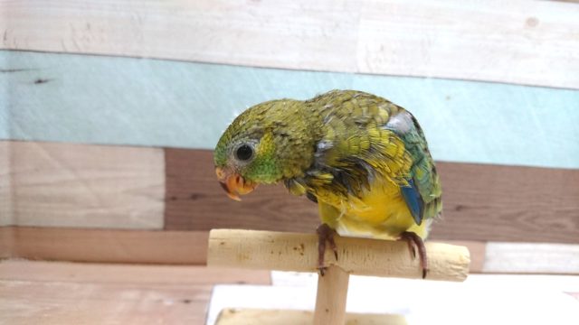 ビセイインコ（美声インコ）