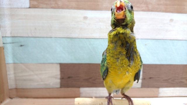 ビセイインコ（美声インコ）