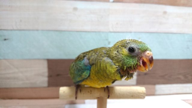 ビセイインコ（美声インコ）