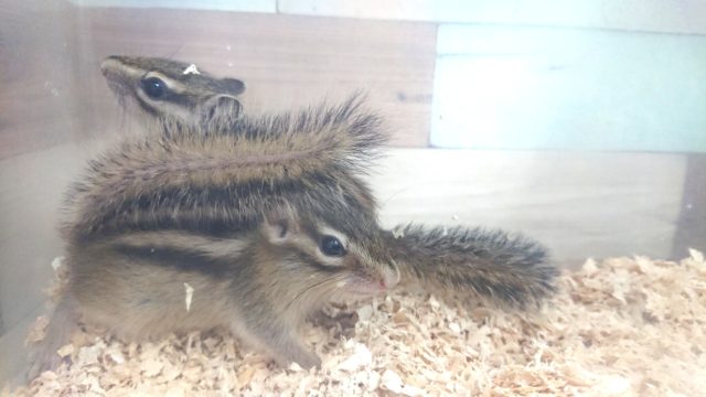 シマリス（ノーマル）