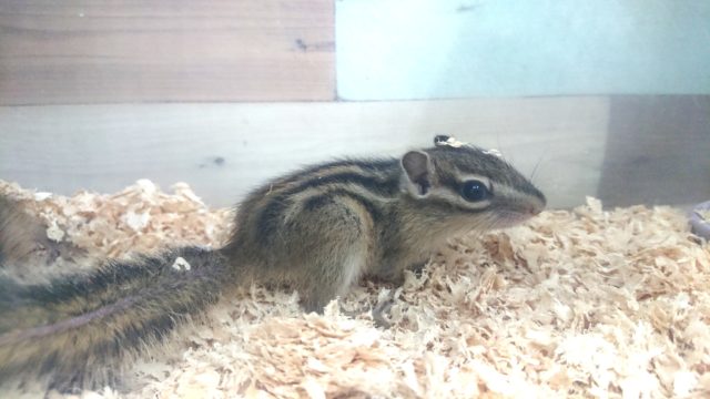 シマリス（ノーマル）