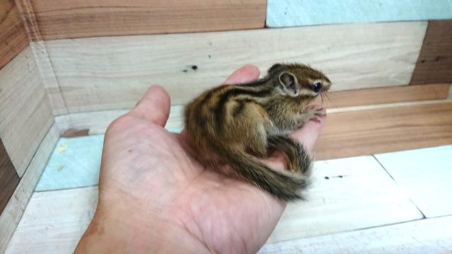 シマリス（ノーマル）