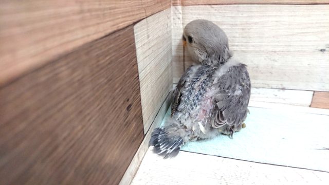 コザクラインコ（小桜インコ）