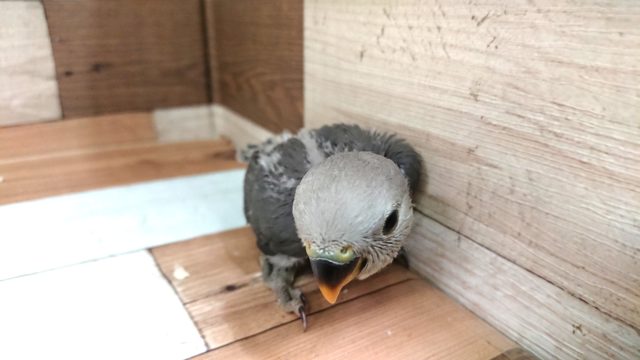 大きな瞳、落ち着きあるカラーのコザクラインコ モーブ コザクラインコ(小桜インコ)