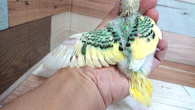 セキセイインコ