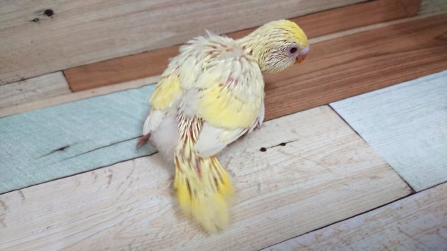 セキセイインコ