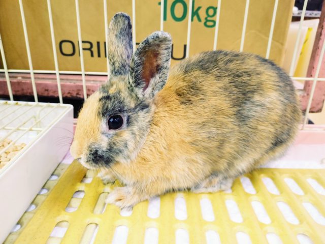 ネザーランドドワーフ