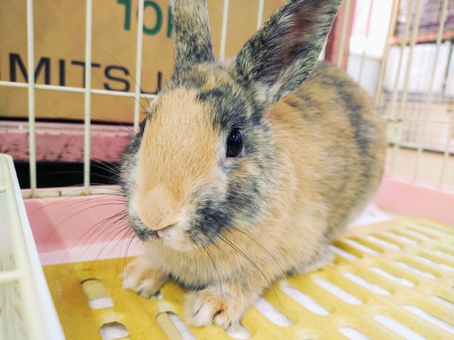 ネザーランドドワーフ