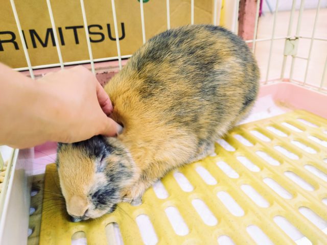 ネザーランドドワーフ