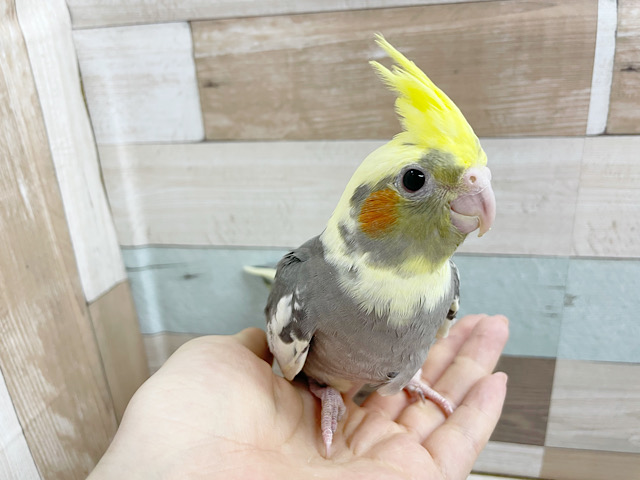 オカメインコ