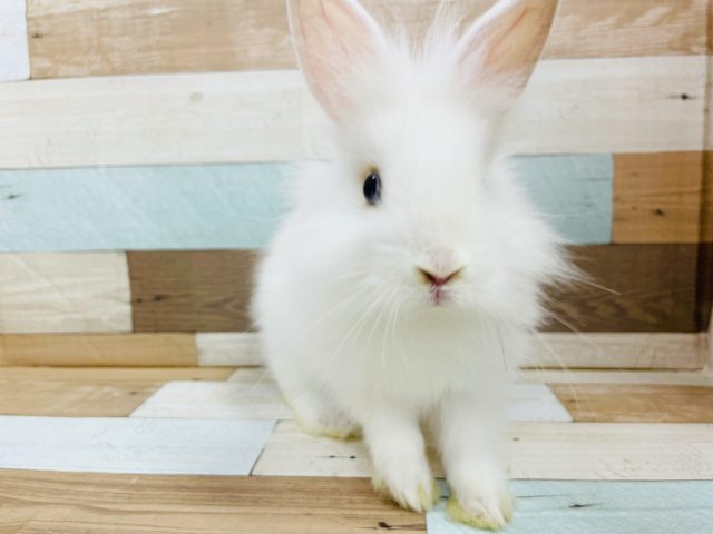 ライオンラビット