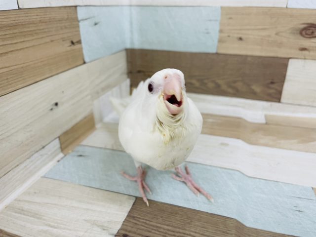 オカメインコ