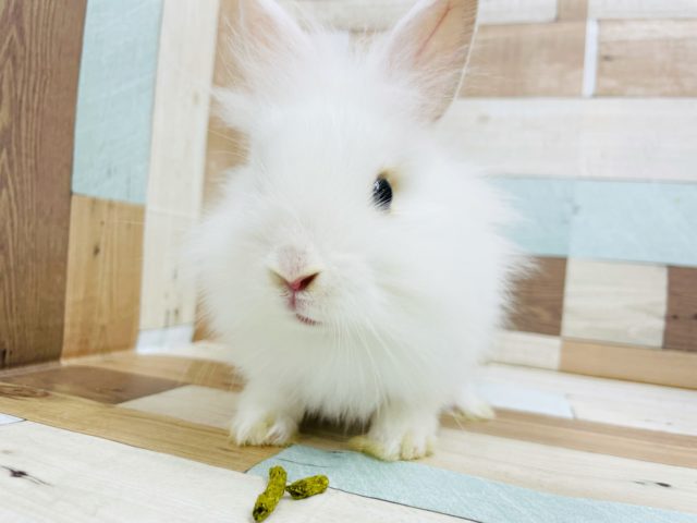 ライオンラビット