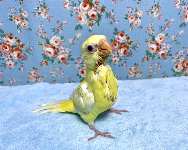 ビセイインコ（美声インコ）
