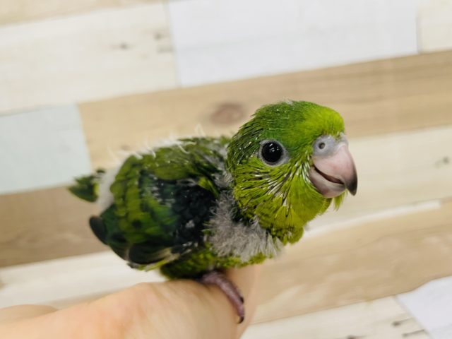 サザナミインコ