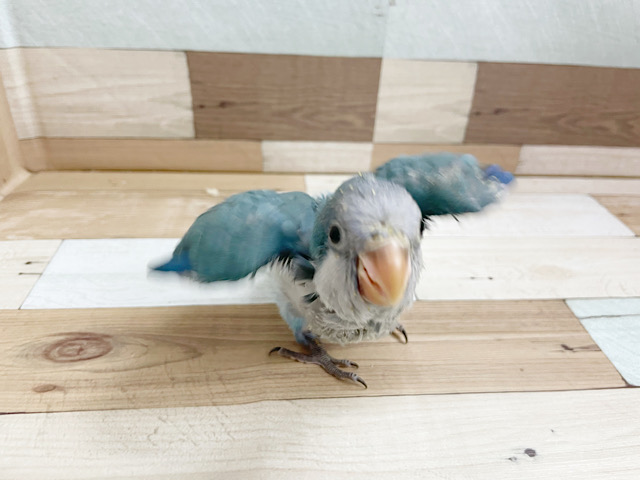 オキナインコ