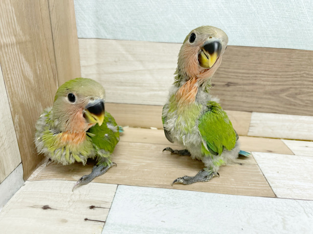 コザクラインコ（小桜インコ）