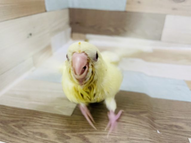 サザナミインコ