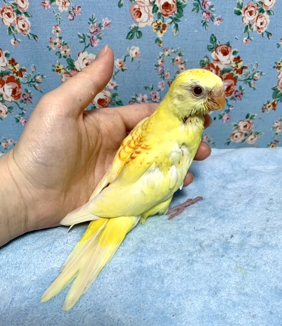 ビセイインコ（美声インコ）