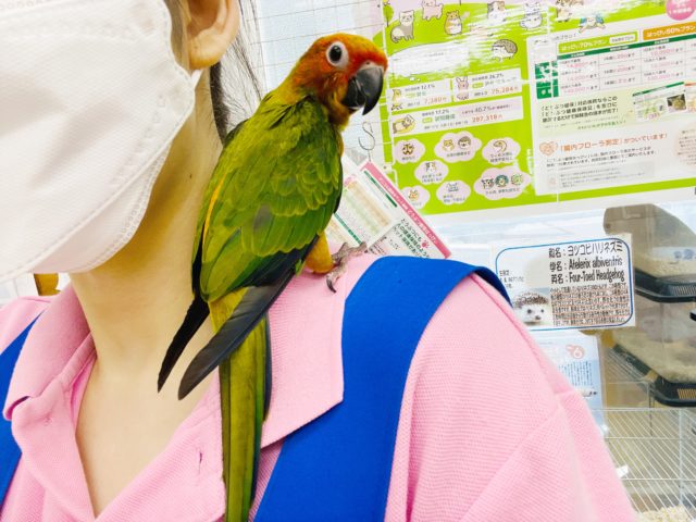 コガネメキシコインコ