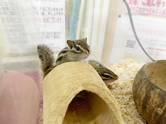 シマリス（ノーマル）