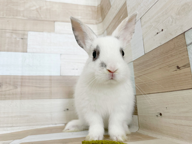 ネザーランドドワーフ