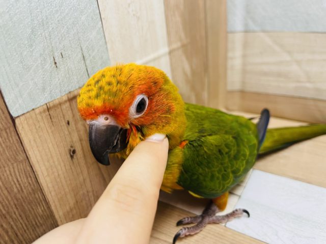 コガネメキシコインコ