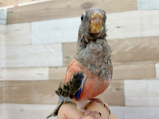 アキクサインコ（秋草インコ）