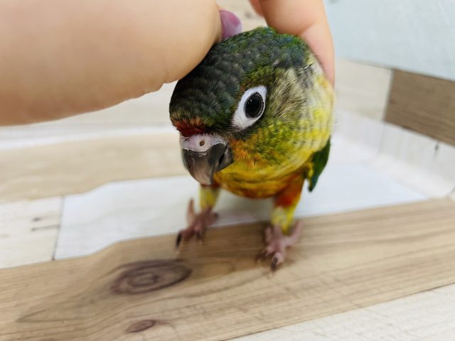 ワキコガネウロコインコ