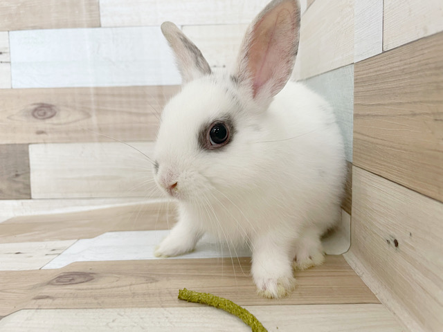 ネザーランドドワーフ