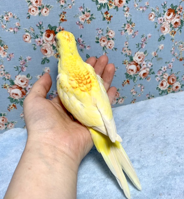 ビセイインコ（美声インコ）