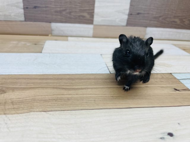 カラージャービル（スナネズミ）