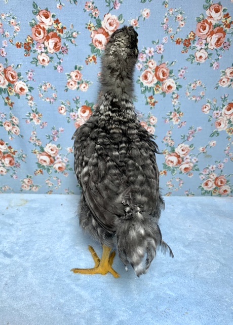 房総地鶏とアローカナ