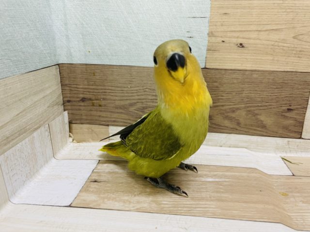 コザクラインコ（小桜インコ）